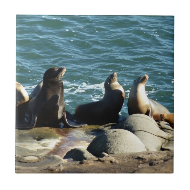 San Diego Sea Lions (Frente)