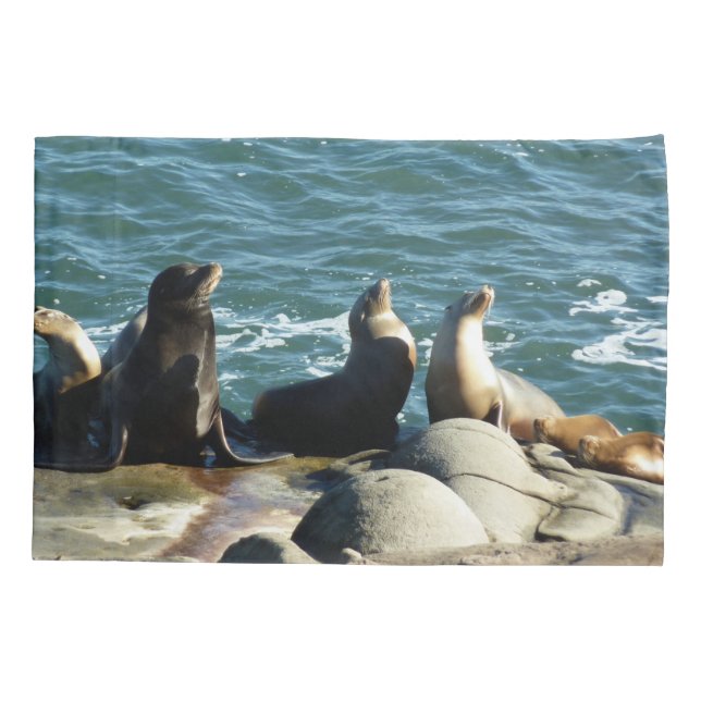 San Diego Sea Lions (Verso)