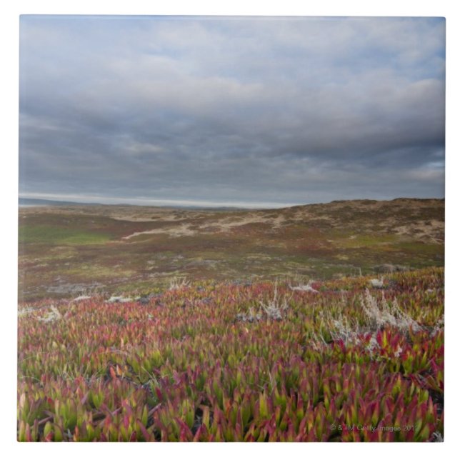 San Francisco norte nacional de Reyes de 2 pontos (Frente)