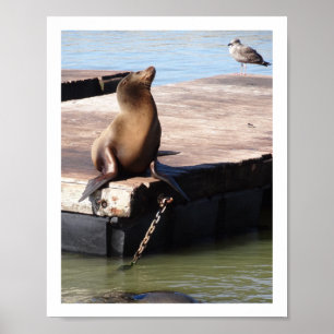 San Francisco Pier 39 Sea Lion #1-2 Poster