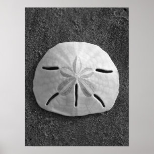 Sand Dollar (Black and White) Poster