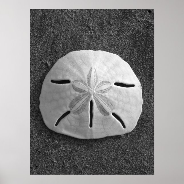 Sand Dollar (Black and White) Poster (Frente)