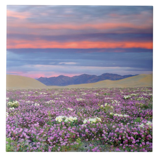Sand Verbena & Dune Primrose Wildflower no Sunset (Frente)