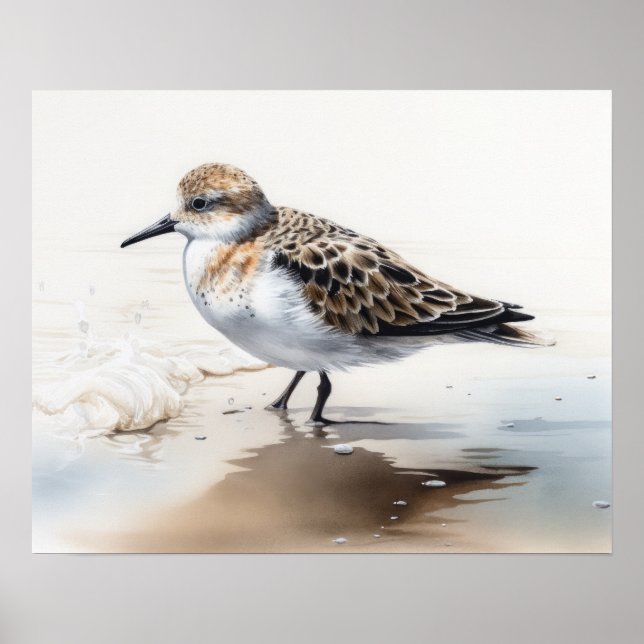 Sanderling Bird Art Impressão (Frente)