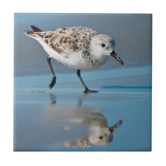 Sanderling (Calidris Alba) se Alimentando na Praia (Frente)