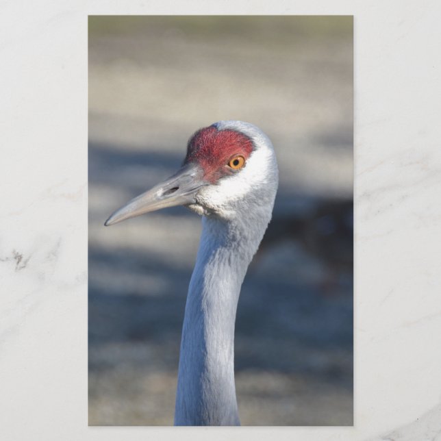 Sandhill Crane (Frente)