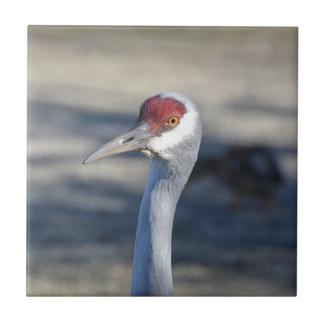 Sandhill Crane (Frente)