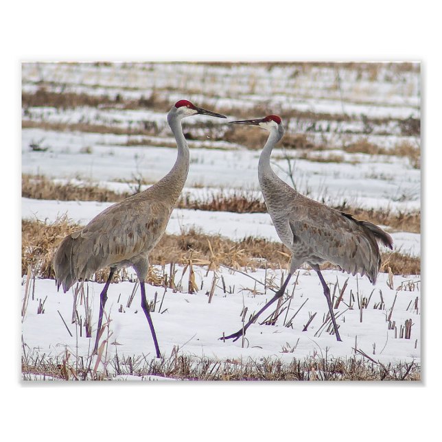 Sandhill Cranes em Impressão de Fotografia em Neve (Frente)