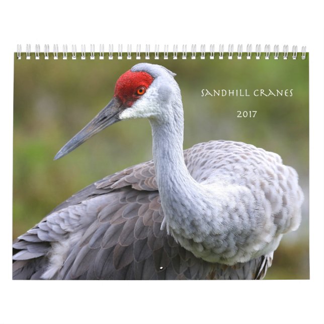 Sandhill Cranes o calendário 2017 (Capa)