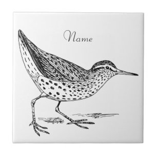Sandpiper Shorebird Thunder_Cove