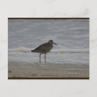 Sandpiper V | Blue Beach Song™ Cartão Postal