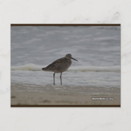 Sandpiper V | Blue Beach Song™ Cartão Postal