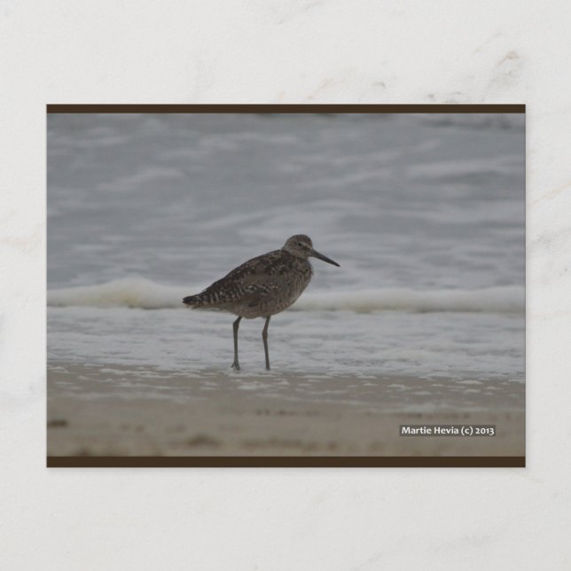 Sandpiper V | Blue Beach Song™ Cartão Postal (Frente)