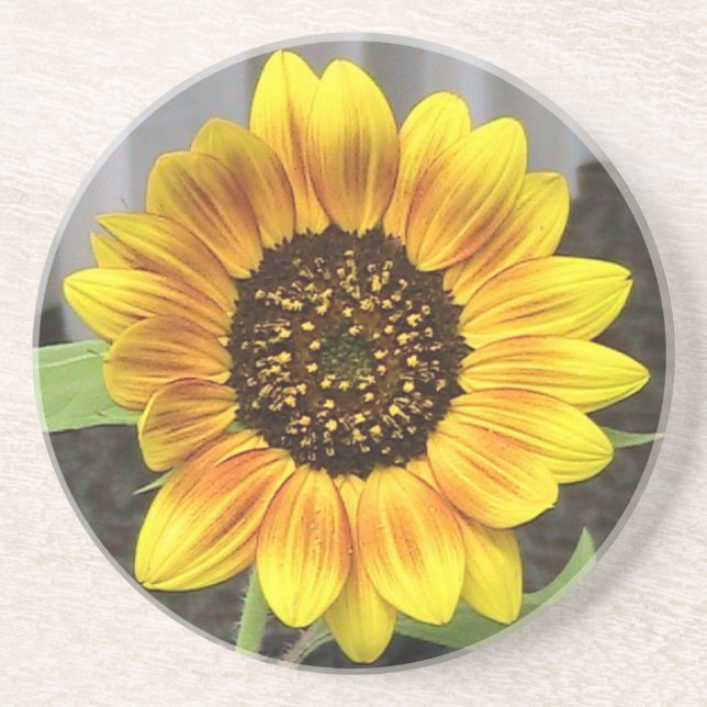 Sandstone Sunflower Porta copos (Frente)