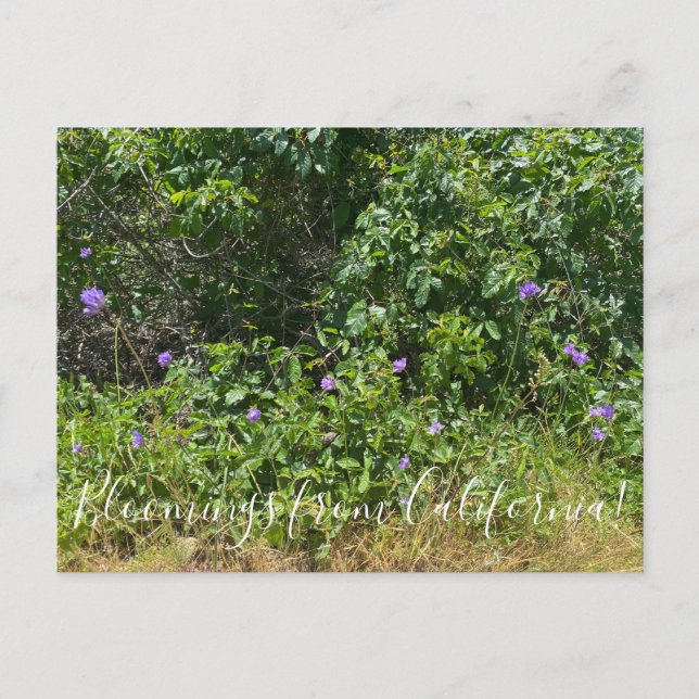 Sangue da Califórnia! Cartão Postal (Frente)