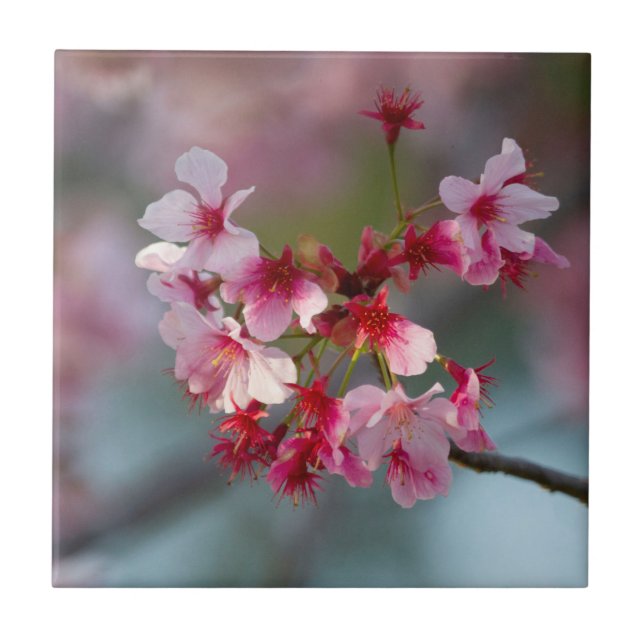 Sangue de cereja (Frente)