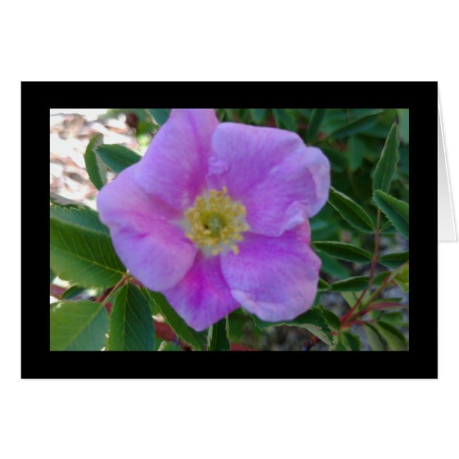 Sangue Rosa Suave - Canção das Canções - Cartão de (Frente Horizontal)