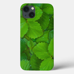 Santo Basil Tulsi Green Mint Folhas