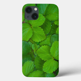 Santo Basil Tulsi Green Mint Folhas