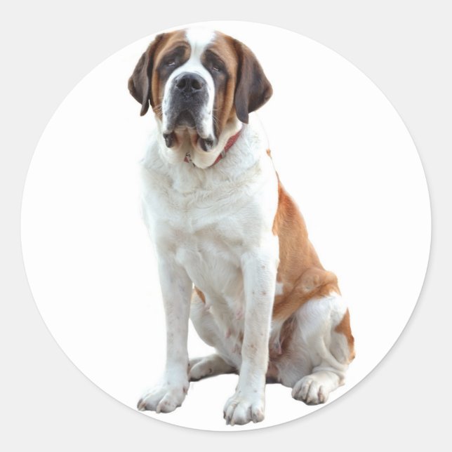 Santo Bernard Puppy Dog Sticker / Etiqueta (Frente)