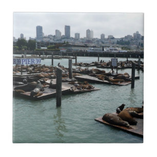 São Francisco e Pier 39 Sea Lions City Skyline