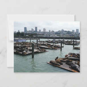 São Francisco e Pier 39 Sea Lions City Skyline