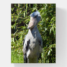 Sapato (Balaeniceps rex)