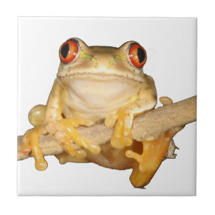 Sapo