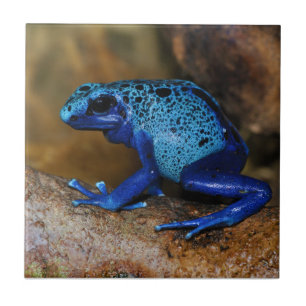 Sapo azul Dendrobates Azureus do dardo do veneno