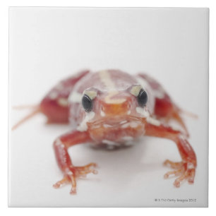 sapo branco-listrado do dardo do veneno