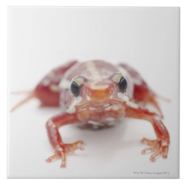 sapo branco-listrado do dardo do veneno (Frente)