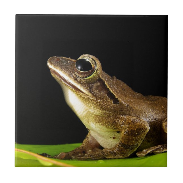 Sapo comum com folhas (Frente)