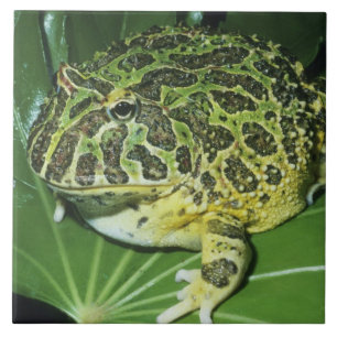 Sapo Cornudo Ornamentado, (Ceratophrys ornata),
