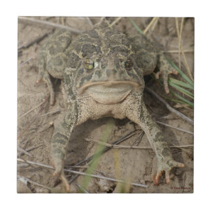 Sapo da pradaria R10