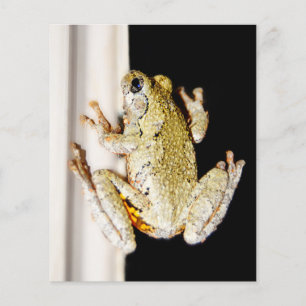 Sapo de Árvore Branco Amarelo
