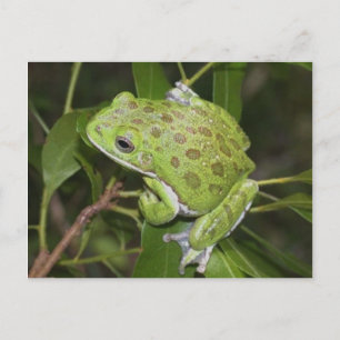 Sapo de Árvore de Barras - Cartão Postal