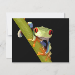 sapo de árvore de olhos vermelhos