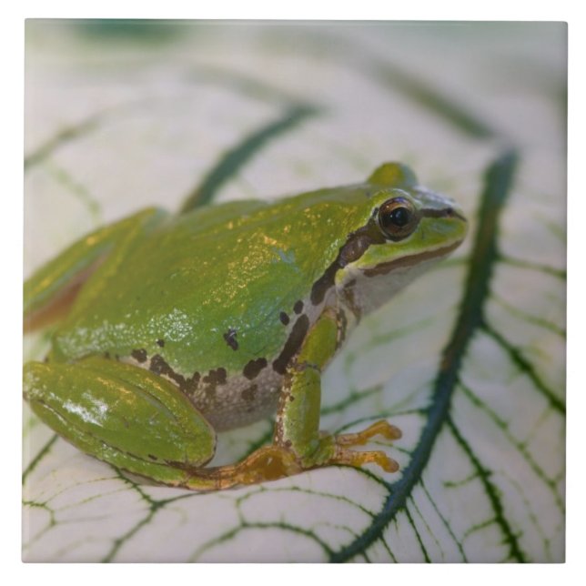 Sapo de árvore do Pacífico em flores em nosso jard (Frente)