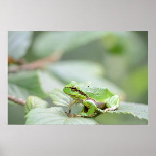 Sapo de árvore europeu no poster verde