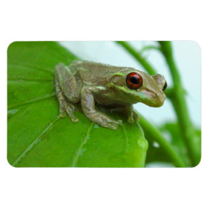 Sapo de árvore no ímã de Flexi da folha