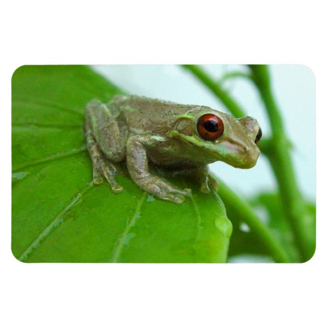 Sapo de árvore no ímã flexível folha (Horizontal)