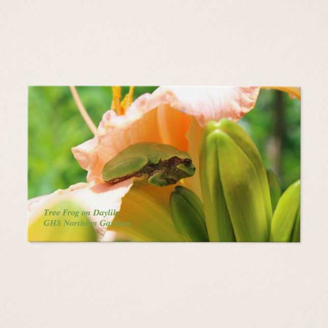 Sapo de árvore sorridente Lily Rosa (Frente)