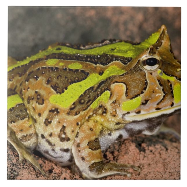 Sapo-de-chifre-brasileiro, Ceratophrys cornuta, Na (Frente)