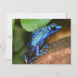 sapo de seta de veneno azul