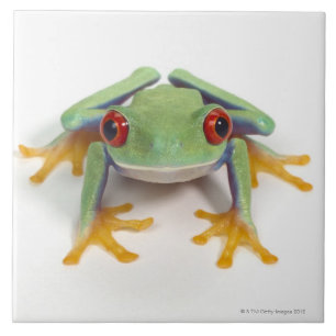 Sapo fêmea