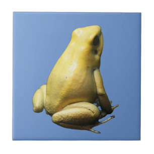 Sapo ouro Veneno