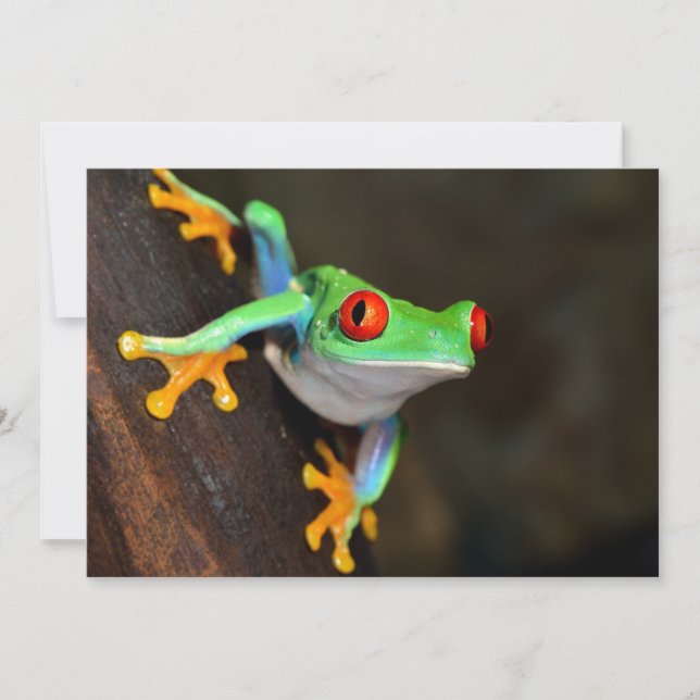 Sapo Tropical Vermelho - Agalychnis Callidryas (Frente)