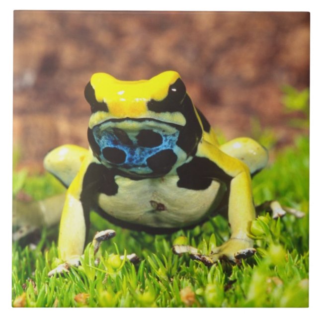 Sapo Venenoso Tingente, Dendrobates tinctorius, (Frente)