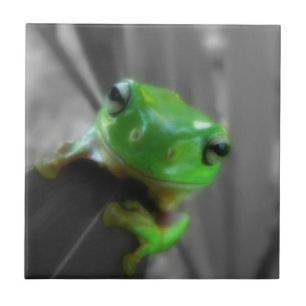 Sapo Verde brilhante