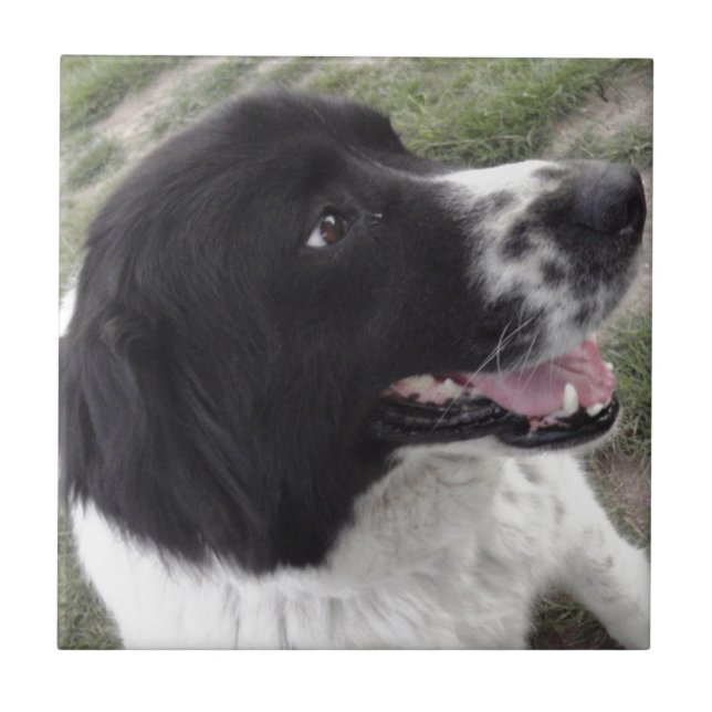 Sara Shepherd (Frente)